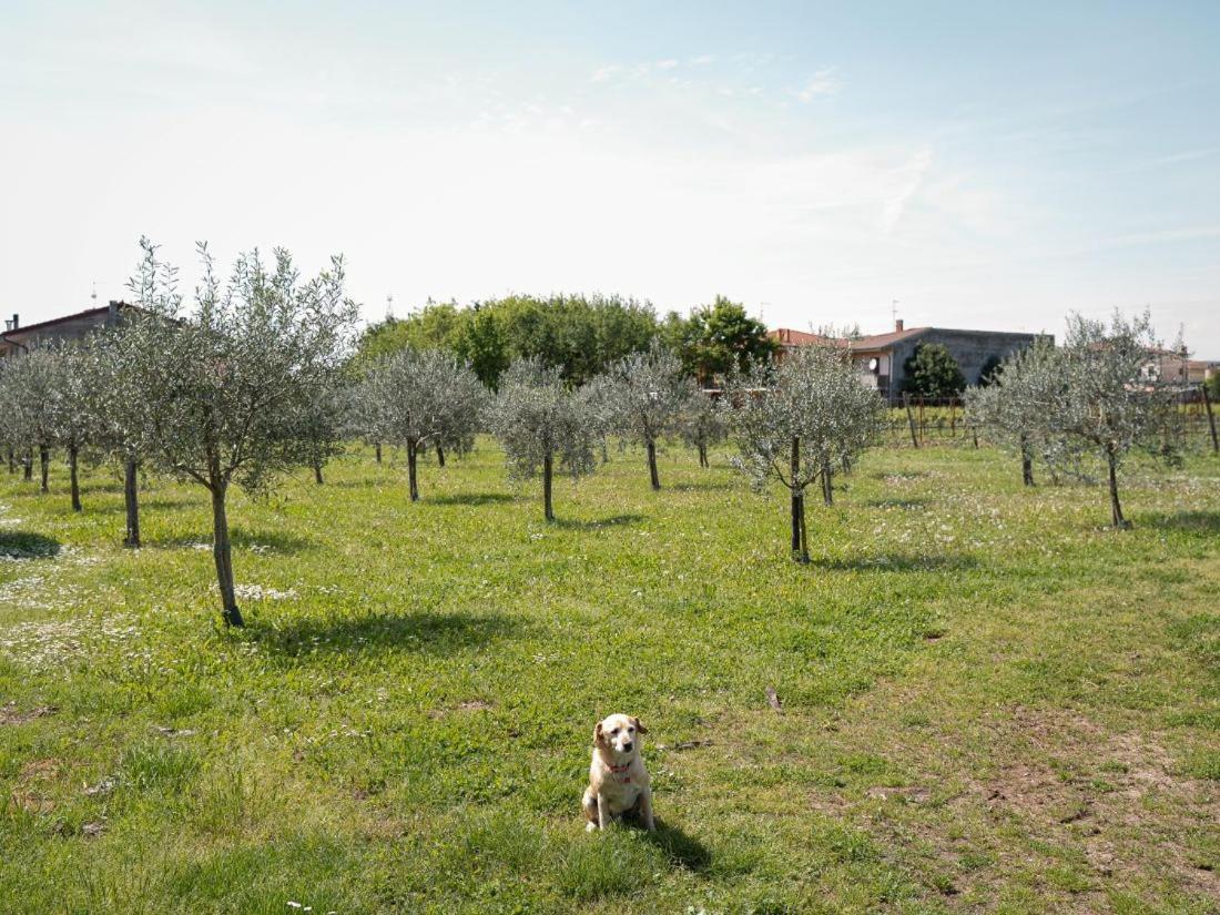 Bongiovanni San Bonifacio